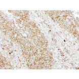 Immunohistochemistry - SH3GL1 antibody from Signalway Antibody (22759) - Antibodies.com