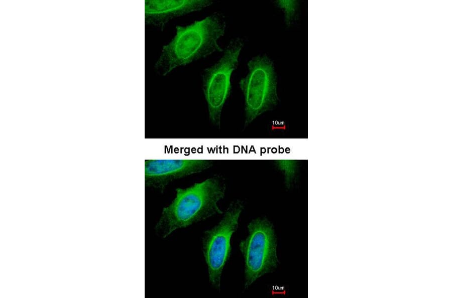 Immunofluorescence - SH3GL1 antibody from Signalway Antibody (22759) - Antibodies.com