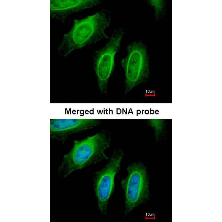 Immunofluorescence - SH3GL1 antibody from Signalway Antibody (22759) - Antibodies.com