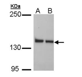 LRP130 antibody from Signalway Antibody (22766) - Antibodies.com
