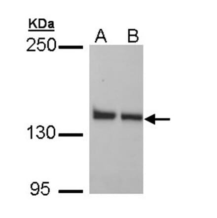 LRP130 antibody from Signalway Antibody (22766) - Antibodies.com