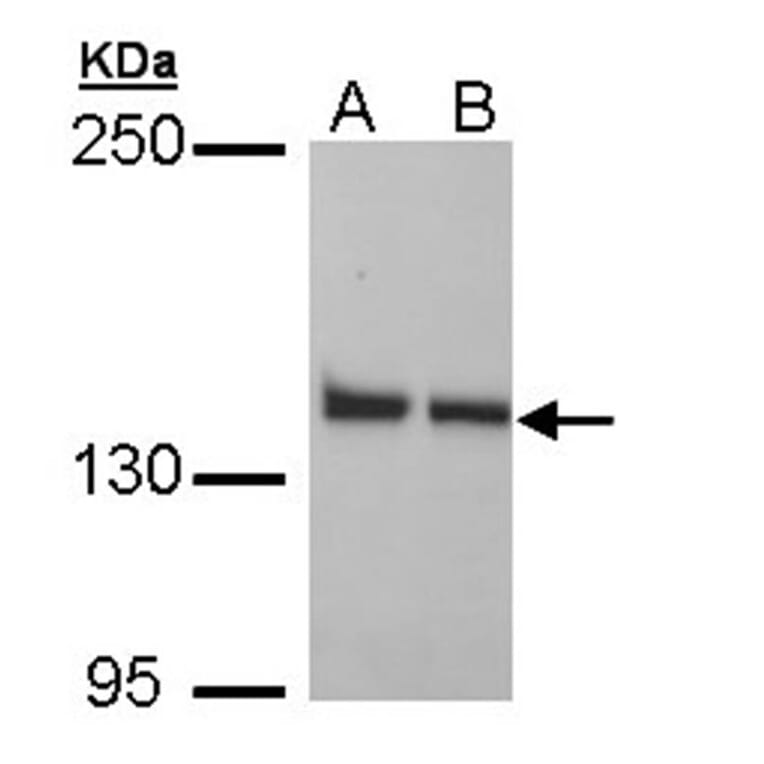LRP130 antibody from Signalway Antibody (22766) - Antibodies.com