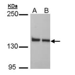 LRP130 antibody from Signalway Antibody (22766) - Antibodies.com