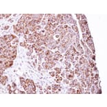Immunohistochemistry - LRP130 antibody from Signalway Antibody (22766) - Antibodies.com