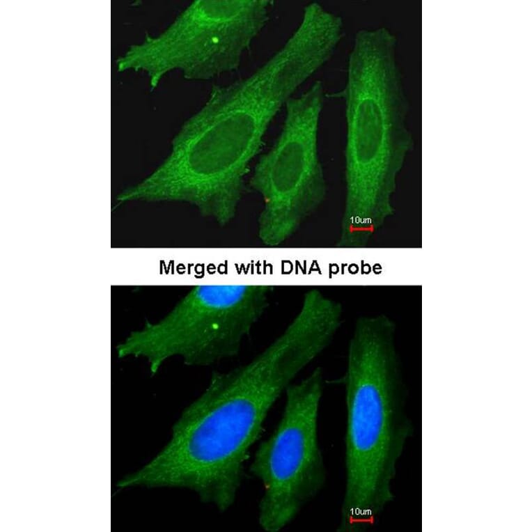 Immunofluorescence - LRP130 antibody from Signalway Antibody (22766) - Antibodies.com