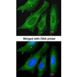 Immunofluorescence - LRP130 antibody from Signalway Antibody (22766) - Antibodies.com