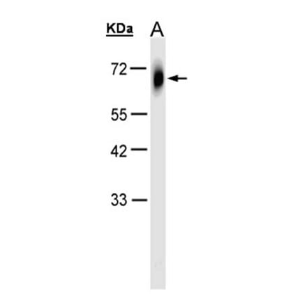 TRIM23 antibody from Signalway Antibody (22793) - Antibodies.com