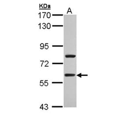 TBLR1 antibody from Signalway Antibody (22813) - Antibodies.com