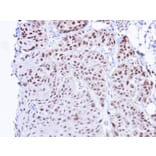 Immunohistochemistry - TBLR1 antibody from Signalway Antibody (22813) - Antibodies.com