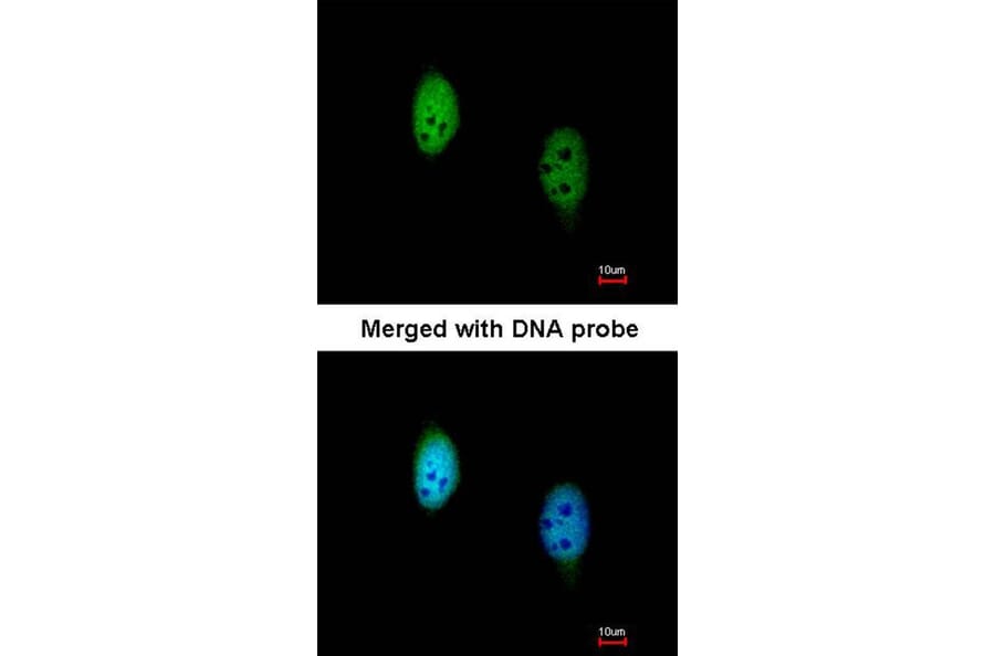 Immunofluorescence - TBLR1 antibody from Signalway Antibody (22813) - Antibodies.com