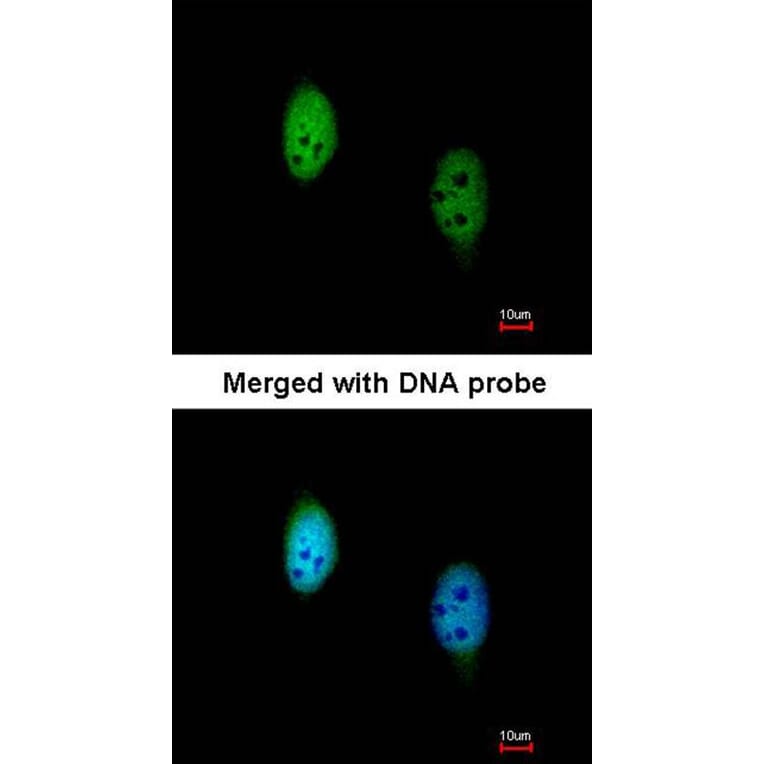 Immunofluorescence - TBLR1 antibody from Signalway Antibody (22813) - Antibodies.com