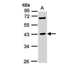 MURF1 antibody from Signalway Antibody (22863) - Antibodies.com