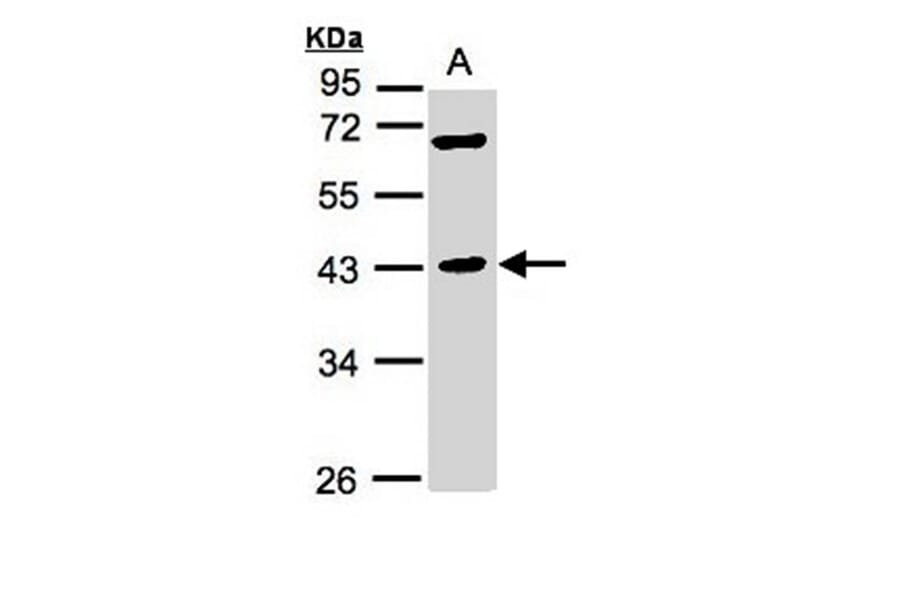 MURF1 antibody from Signalway Antibody (22863) - Antibodies.com