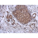 Immunohistochemistry - MURF1 antibody from Signalway Antibody (22863) - Antibodies.com