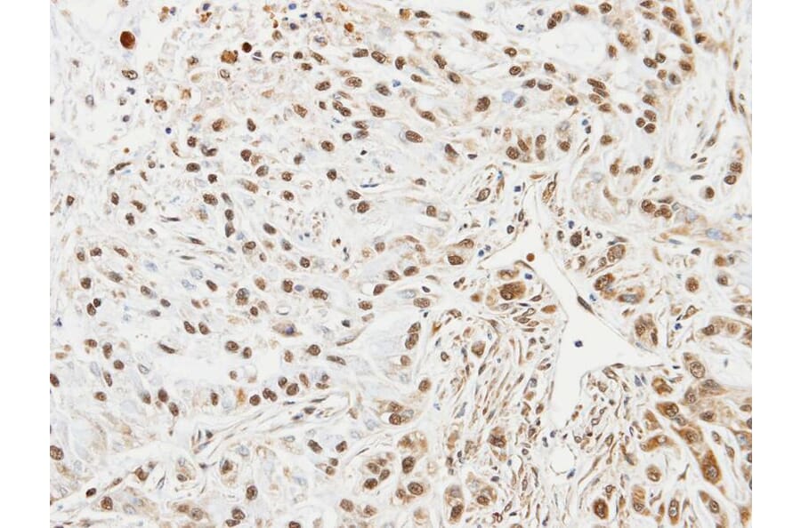 Immunohistochemistry - Ube2L3 antibody from Signalway Antibody (22875) - Antibodies.com