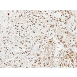 Immunohistochemistry - Ube2L3 antibody from Signalway Antibody (22875) - Antibodies.com