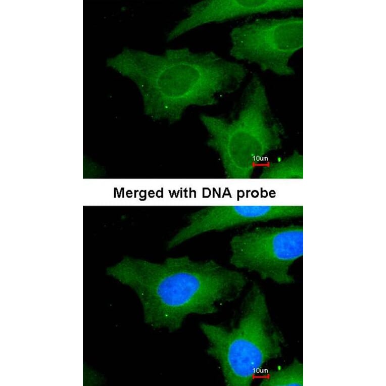 Immunofluorescence - Ube2L3 antibody from Signalway Antibody (22875) - Antibodies.com