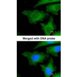 Immunofluorescence - Ube2L3 antibody from Signalway Antibody (22875) - Antibodies.com