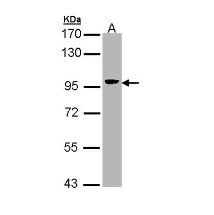 Villin antibody from Signalway Antibody (22921) - Antibodies.com
