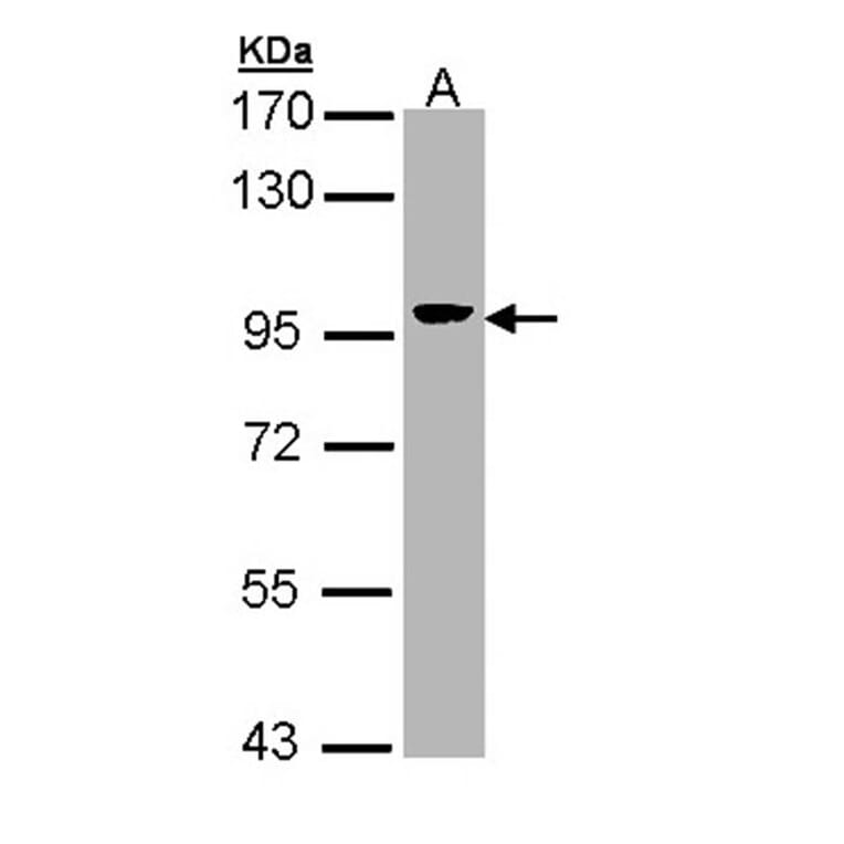 Villin antibody from Signalway Antibody (22921) - Antibodies.com