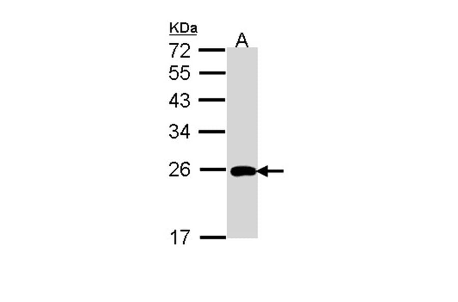 ML-IAP antibody from Signalway Antibody (22924) - Antibodies.com