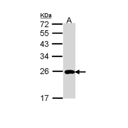 ML-IAP antibody from Signalway Antibody (22924) - Antibodies.com