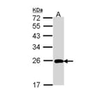 ML-IAP antibody from Signalway Antibody (22924) - Antibodies.com