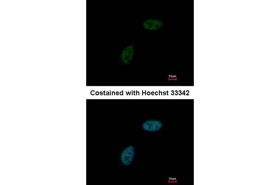 Immunofluorescence - ML-IAP antibody from Signalway Antibody (22924) - Antibodies.com