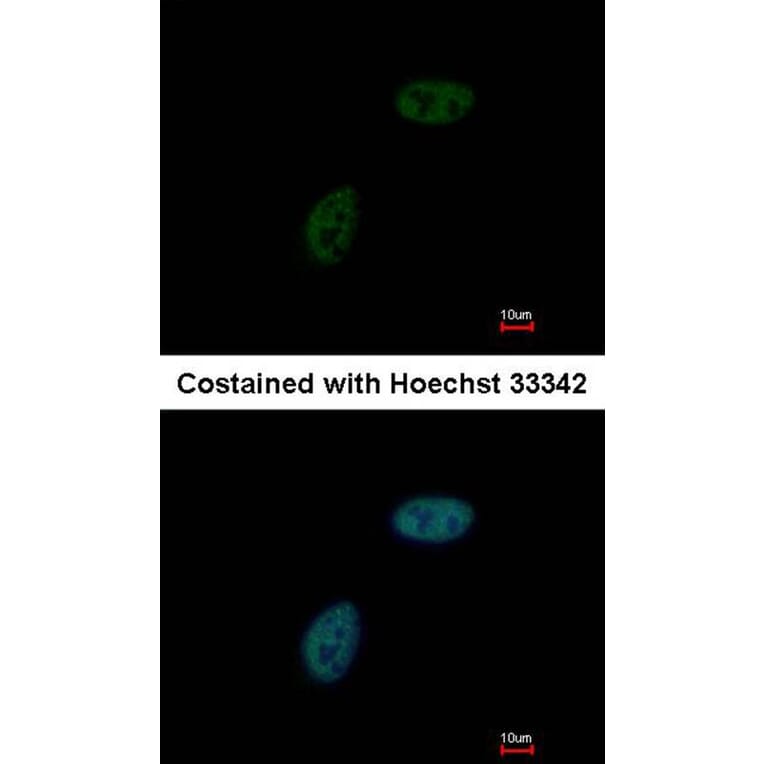 Immunofluorescence - ML-IAP antibody from Signalway Antibody (22924) - Antibodies.com