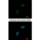 Immunofluorescence - ML-IAP antibody from Signalway Antibody (22924) - Antibodies.com