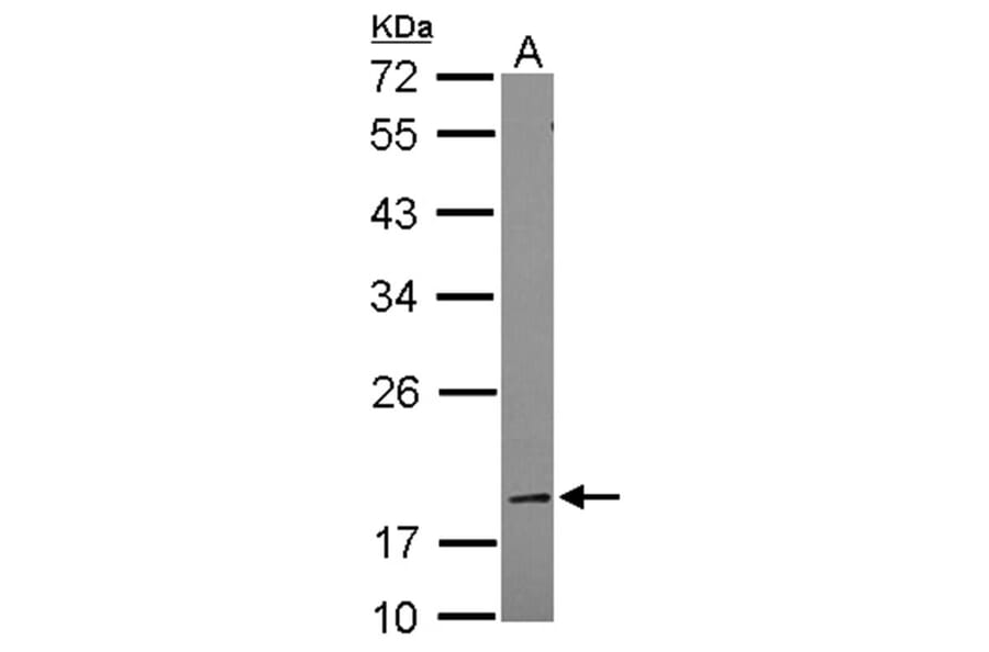 BCL2L1 antibody from Signalway Antibody (22968) - Antibodies.com