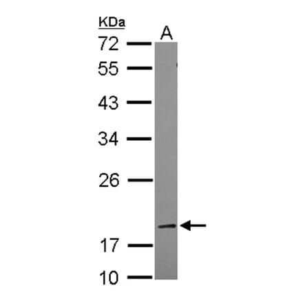 BCL2L1 antibody from Signalway Antibody (22968) - Antibodies.com