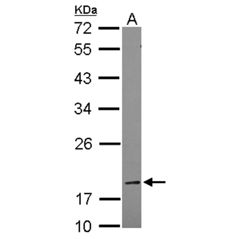 BCL2L1 antibody from Signalway Antibody (22968) - Antibodies.com