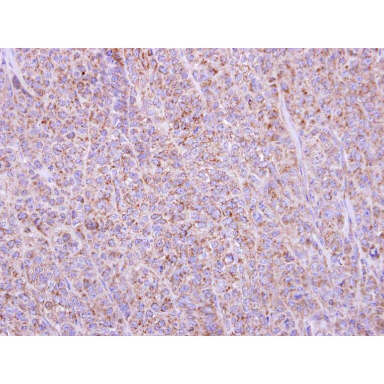 Immunohistochemistry - BCL2L1 antibody from Signalway Antibody (22968) - Antibodies.com