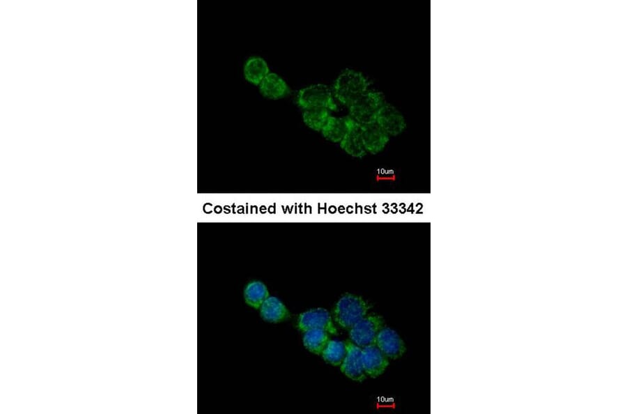 Immunofluorescence - BCL2L1 antibody from Signalway Antibody (22968) - Antibodies.com