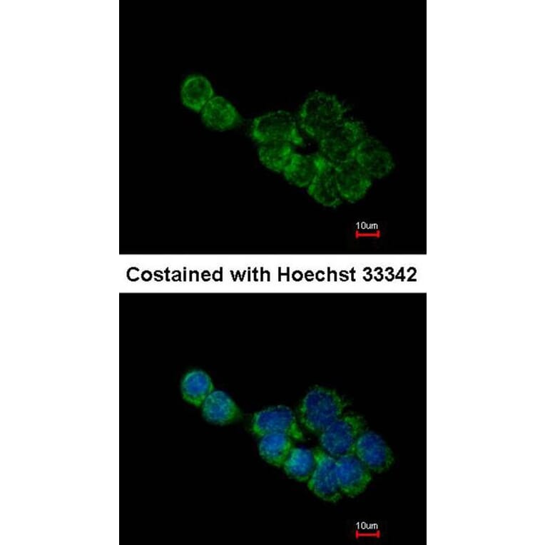 Immunofluorescence - BCL2L1 antibody from Signalway Antibody (22968) - Antibodies.com
