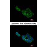 Immunofluorescence - BCL2L1 antibody from Signalway Antibody (22968) - Antibodies.com