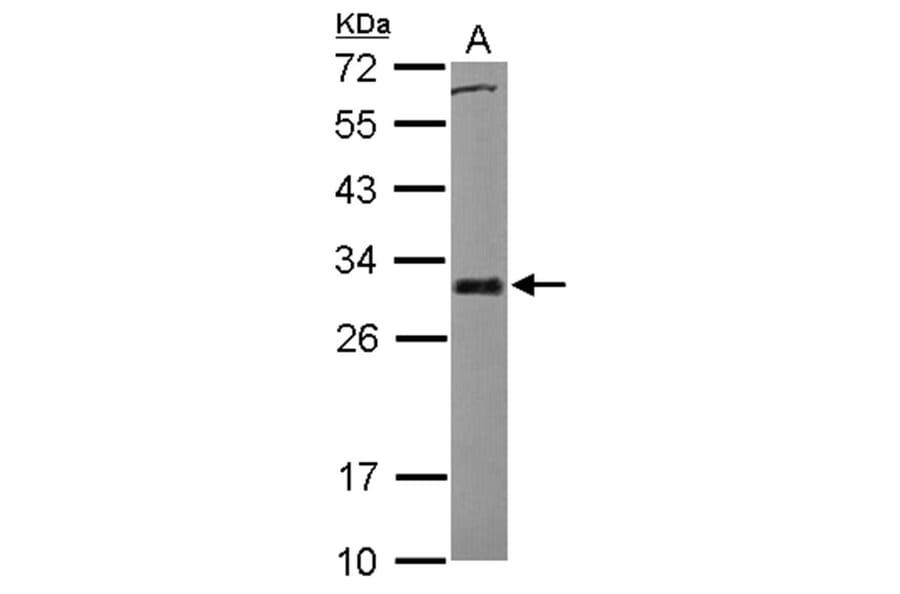 BCL2L1 antibody from Signalway Antibody (22969) - Antibodies.com