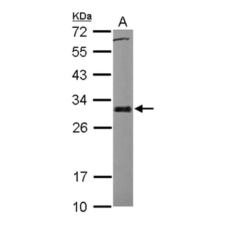 BCL2L1 antibody from Signalway Antibody (22969) - Antibodies.com
