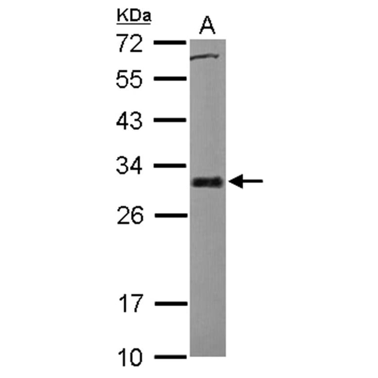 BCL2L1 antibody from Signalway Antibody (22969) - Antibodies.com