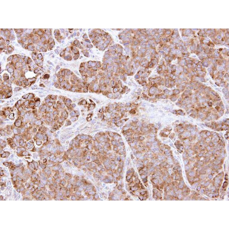 Immunohistochemistry - BCL2L1 antibody from Signalway Antibody (22969) - Antibodies.com