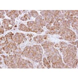 Immunohistochemistry - BCL2L1 antibody from Signalway Antibody (22969) - Antibodies.com