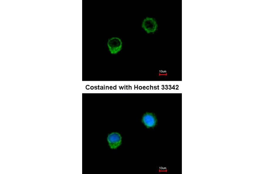 Immunofluorescence - BCL2L1 antibody from Signalway Antibody (22969) - Antibodies.com