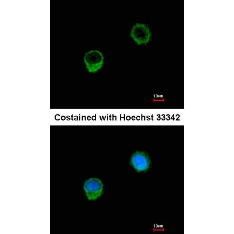 Immunofluorescence - BCL2L1 antibody from Signalway Antibody (22969) - Antibodies.com