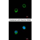 Immunofluorescence - BCL2L1 antibody from Signalway Antibody (22969) - Antibodies.com