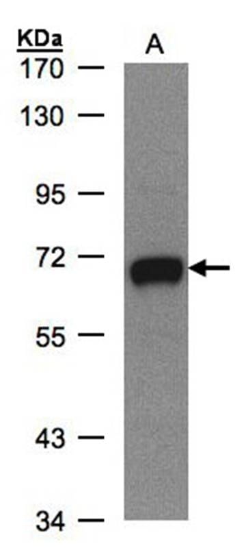 Sample (30 µg whole cell lysate) MOLT4 7.5% SDS PAGE Primary antibody diluted at 1: 500