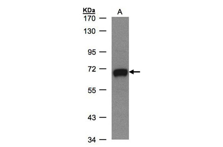 GALNT2 antibody from Signalway Antibody (22999) - Antibodies.com
