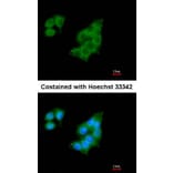 Immunofluorescence - GALNT2 antibody from Signalway Antibody (22999) - Antibodies.com