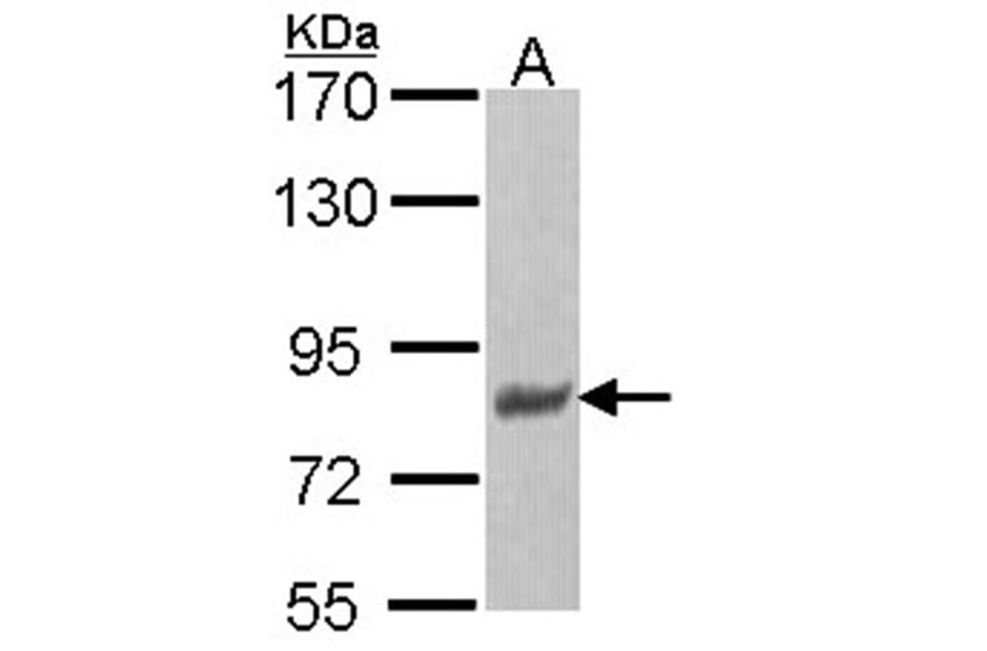 p-Tau antibody from Signalway Antibody (23041) - Antibodies.com