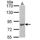 p-Tau antibody from Signalway Antibody (23041) - Antibodies.com
